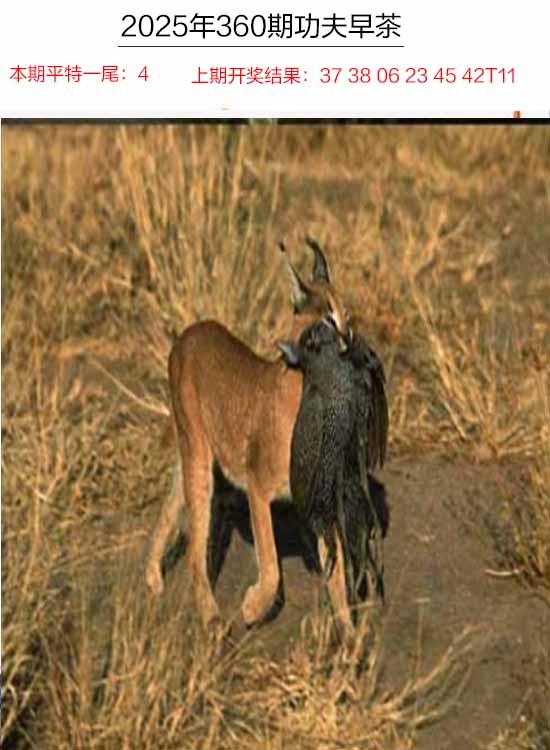 360期功夫早茶[图]